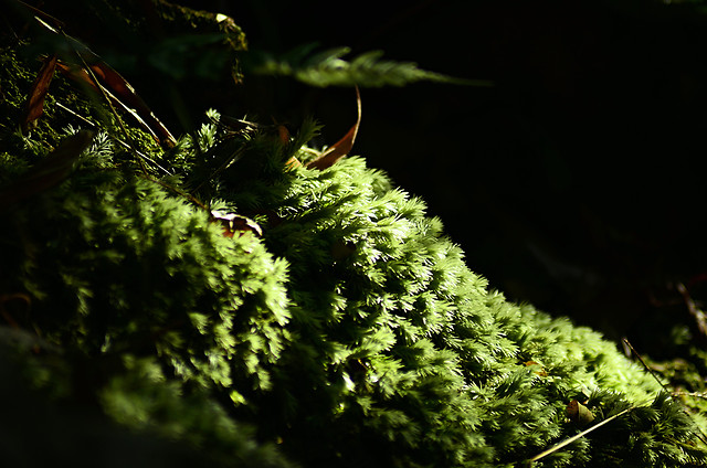 moss-leaf-no-person-tree-nature 图片素材