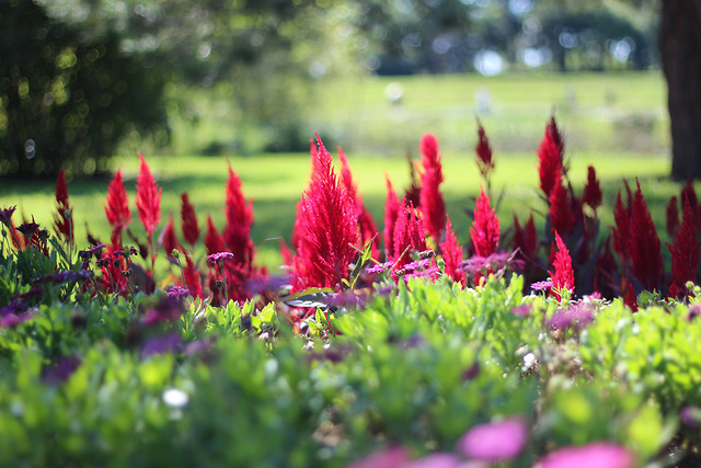 flower-nature-garden-blooming-flora 图片素材