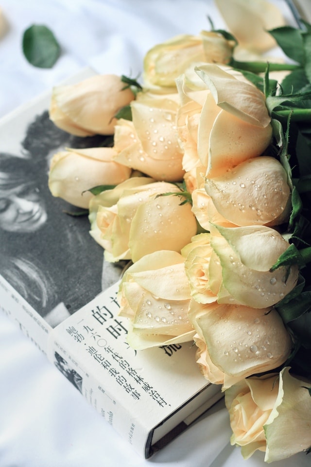 champagne-rose-flower-petal-food-plant picture material