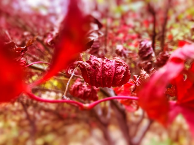 flora-leaf-flower-red-maple-nature picture material