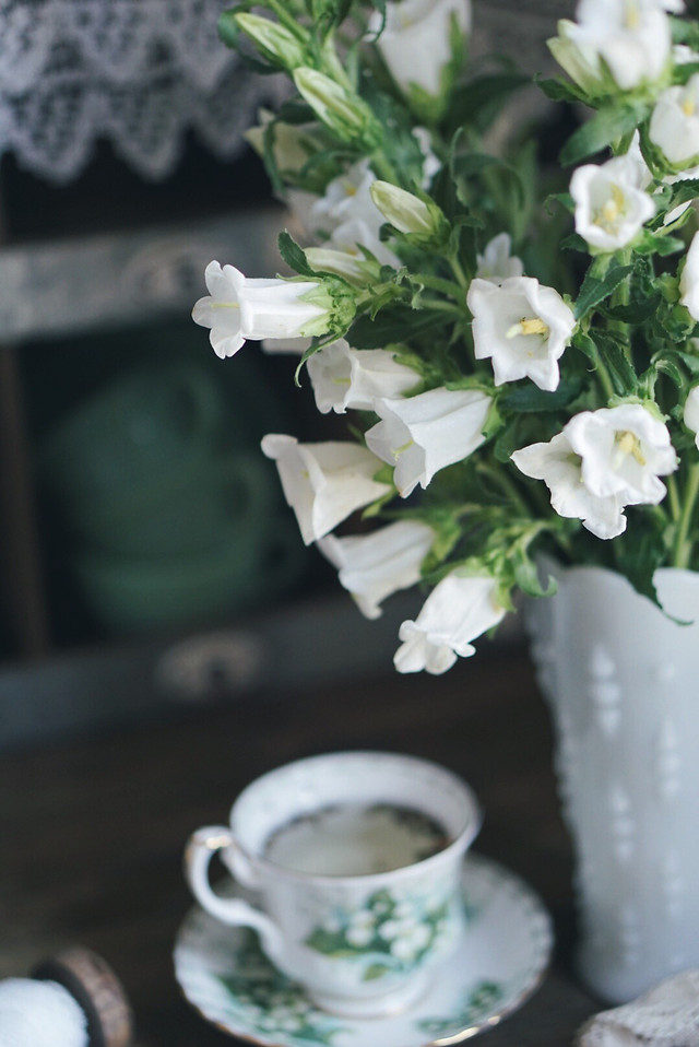 no-person-leaf-flower-nature-vase 图片素材