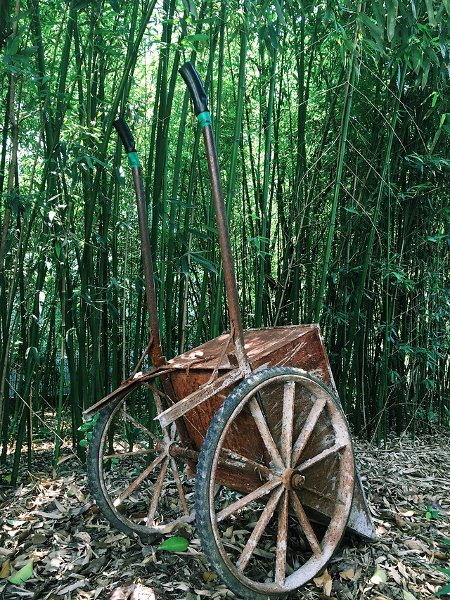 wood-no-person-nature-leaf-wooden 图片素材