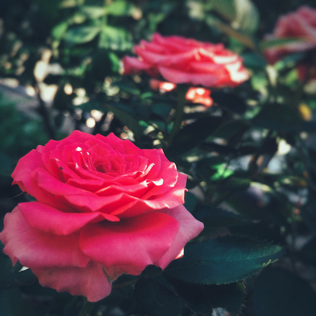 rose-flower-petal-no-person-romance 图片素材