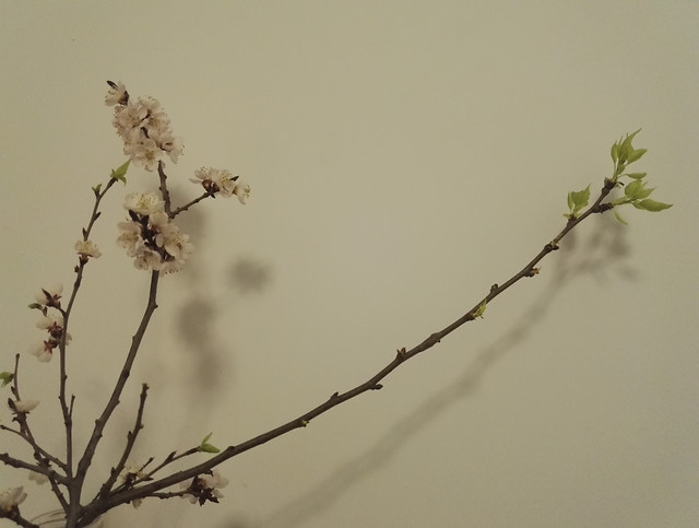 no-person-tree-nature-flower-bird 图片素材