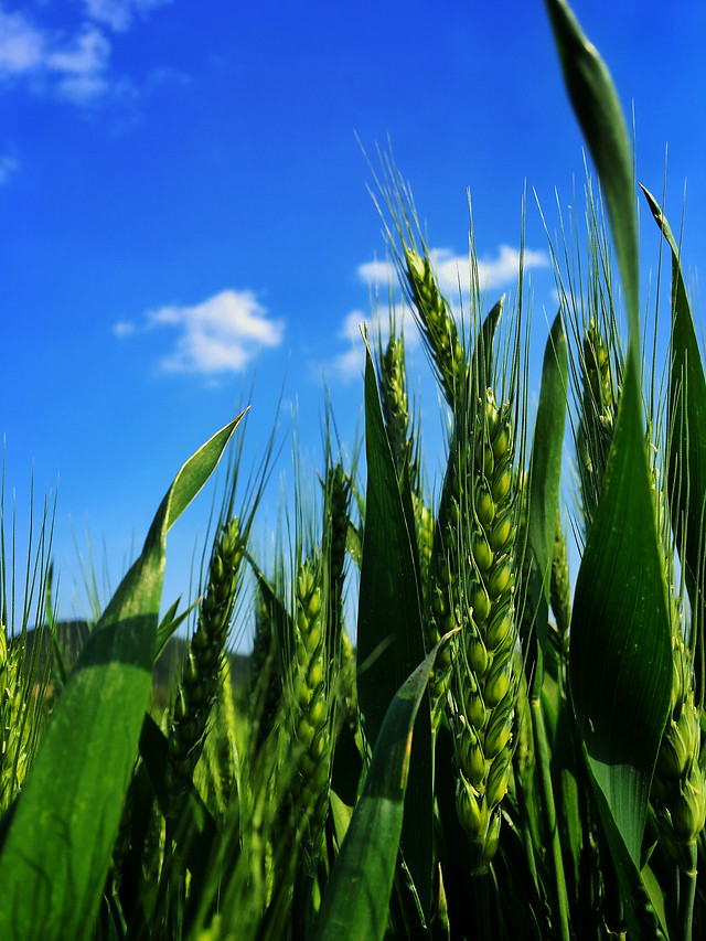 cereal-wheat-pasture-growth-crop 图片素材