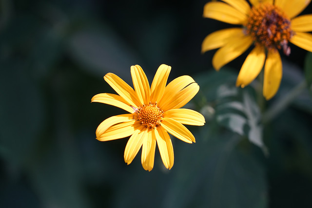 no-person-flower-nature-summer-yellow 图片素材