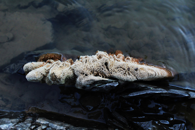 no-person-water-food-sea-beach picture material