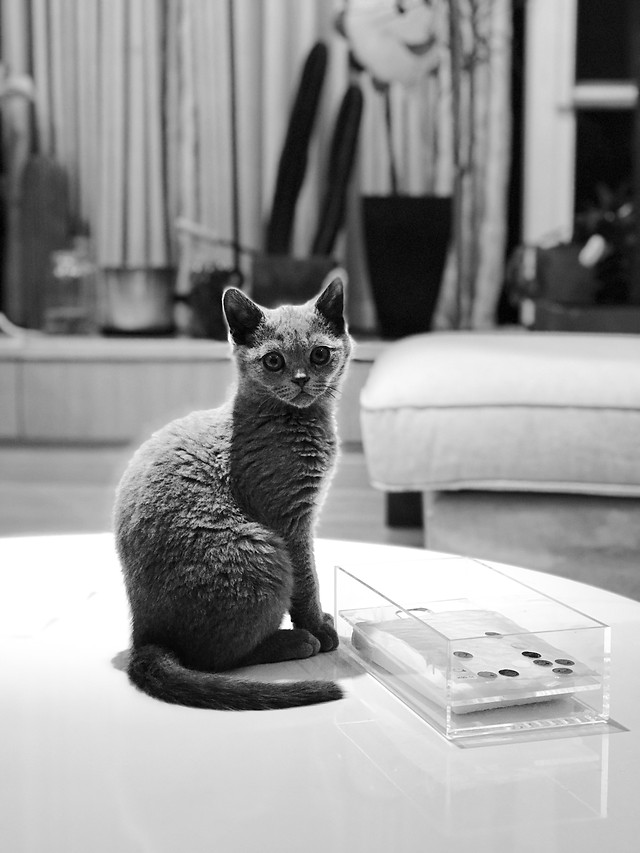 cat-monochrome-one-portrait-indoors picture material