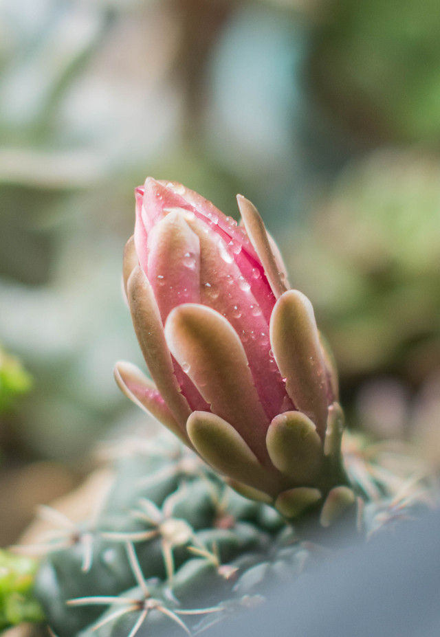 flower-nature-flora-cactus-no-person 图片素材