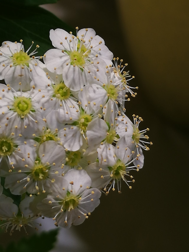 flower-nature-no-person-apple-tree picture material