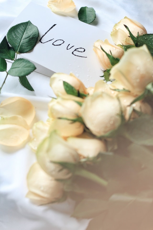 champagne-rose-white-petal-flower-plant picture material