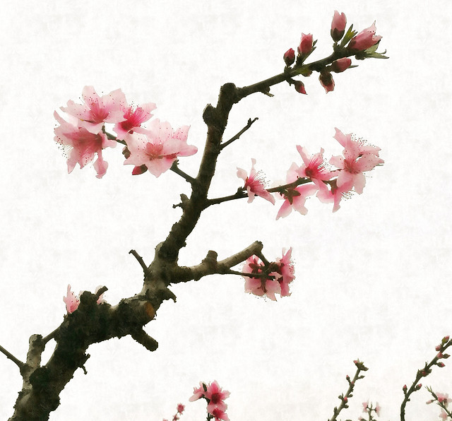 flower-branch-tree-cherry-flora 图片素材
