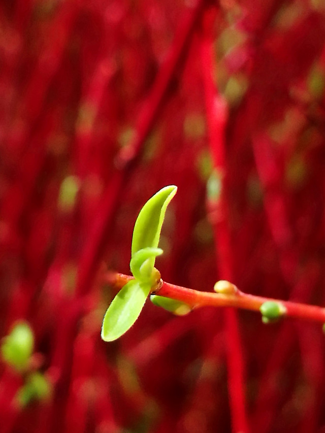 no-person-nature-flower-flora-growth 图片素材