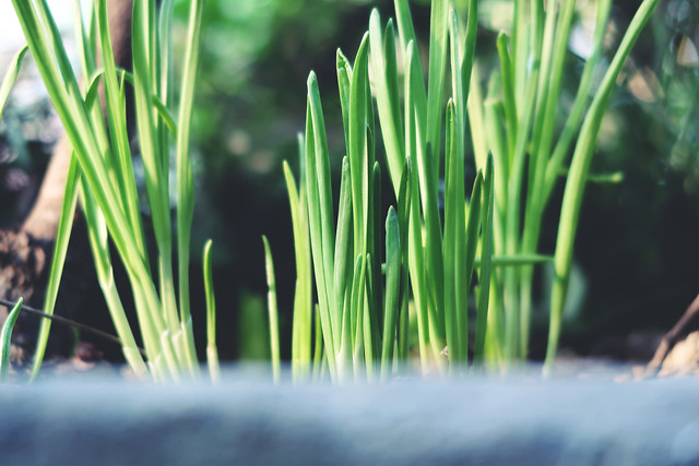 growth-nature-grass-flora-leaf picture material