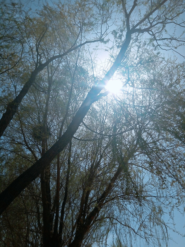 tree-wood-winter-branch-nature 图片素材