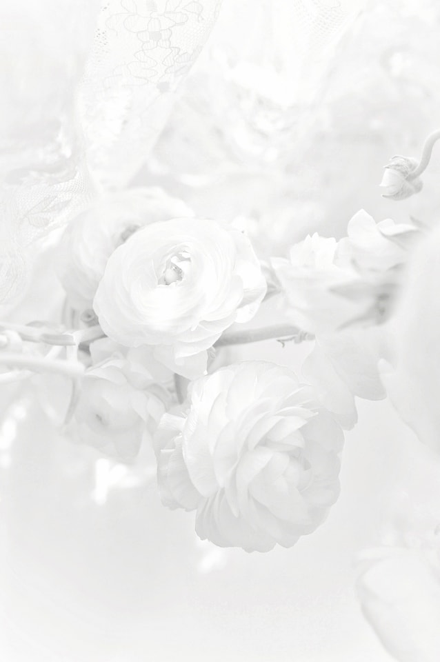 flower-rose-desktop-white-wedding 图片素材