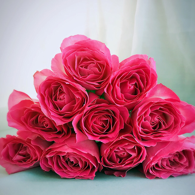 rose-love-romance-petal-flower 图片素材