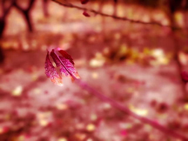 flower-flora-leaf-petal-red-maple 图片素材