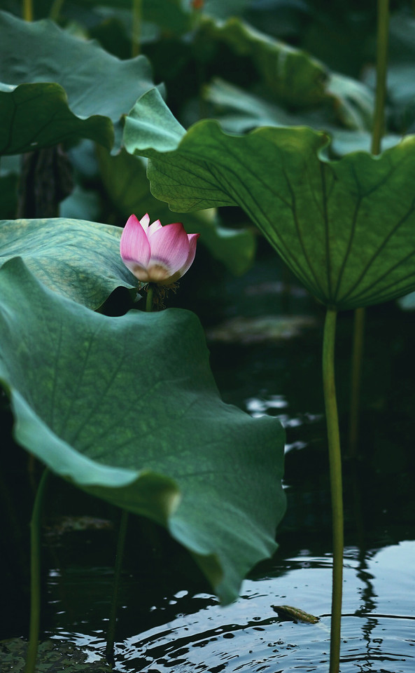 pool-lotus-lily-leaf-flower picture material