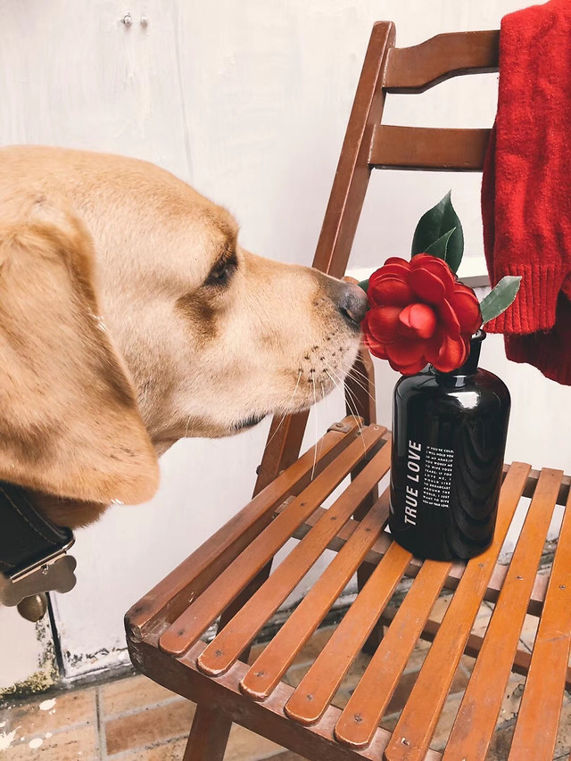 no-person-dog-sit-chair-cute picture material