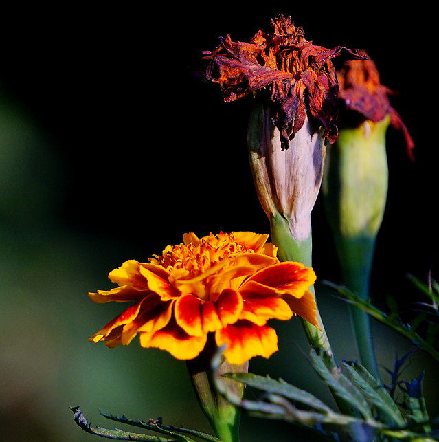 no-person-flower-nature-garden-flora 图片素材