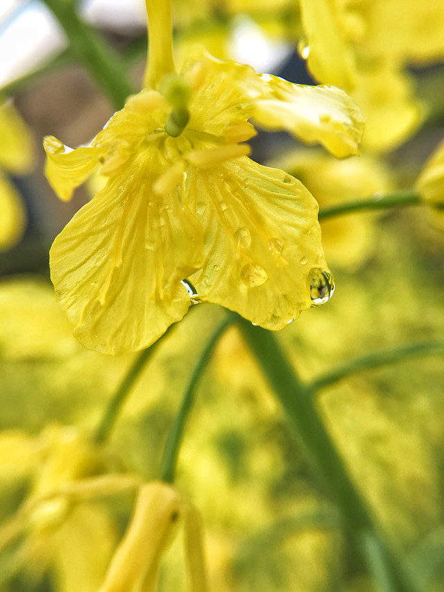 nature-no-person-leaf-flora-flower 图片素材