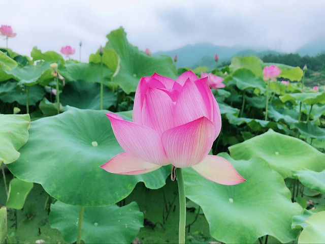 leaf-lotus-flora-flower-nature 图片素材