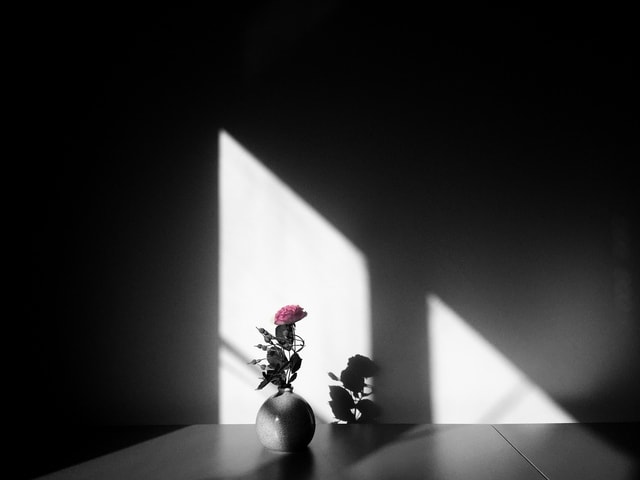 white-black-light-shadow-still-life-photography picture material