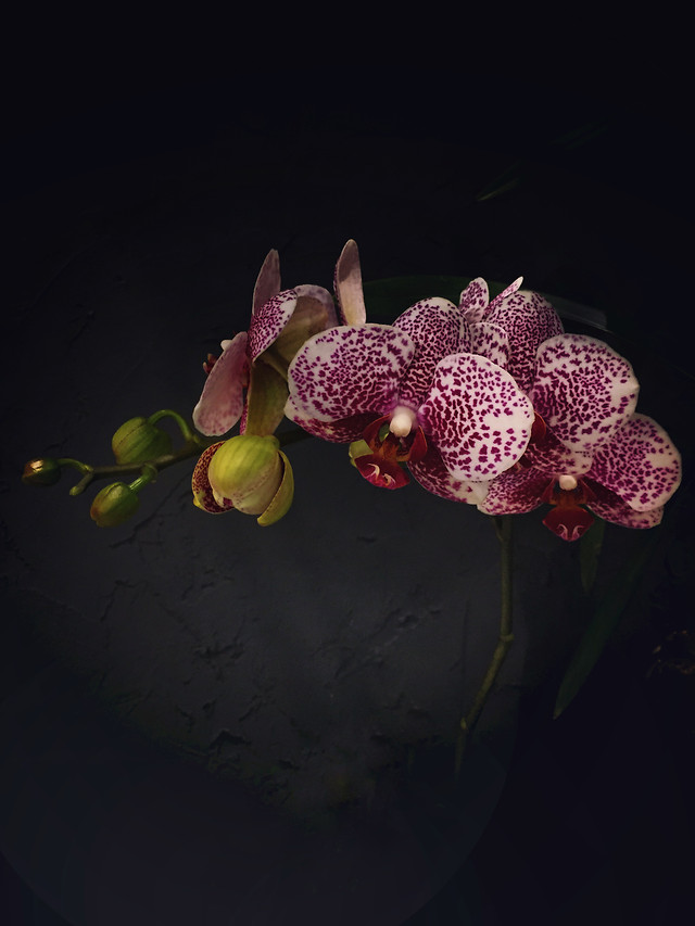 flower-flora-nature-beautiful-floral 图片素材