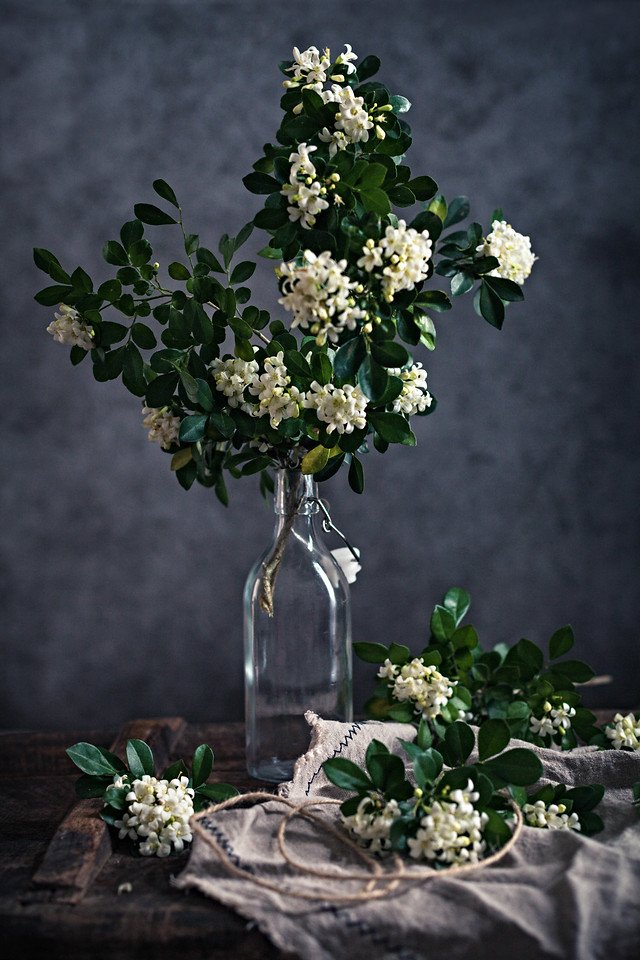 flower-leaf-rose-flora-nature 图片素材