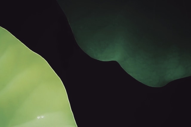 lotus-leaf-summer-green-water-leaf picture material