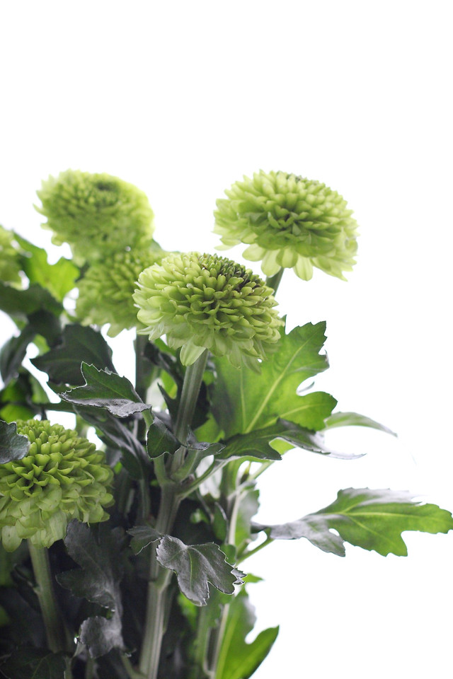 flora-nature-leaf-disjunct-summer picture material