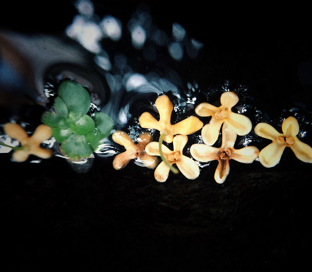 no-person-grow-flower-blur-still-life 图片素材