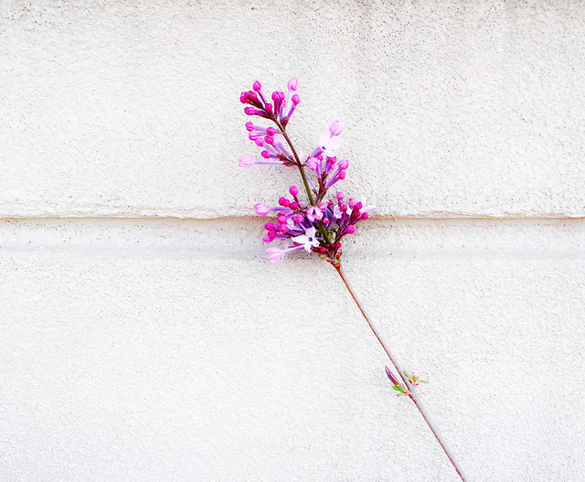 flower-flora-nature-branch-leaf 图片素材