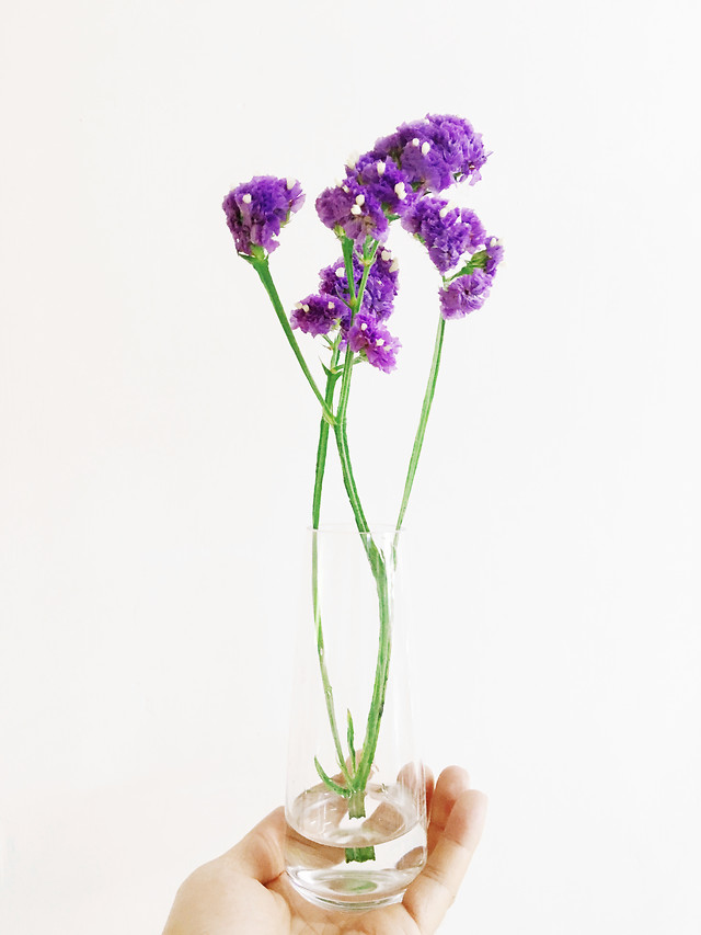 flower-flora-nature-bouquet-no-person picture material