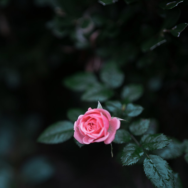 rose-flower-petal-love-floral 图片素材
