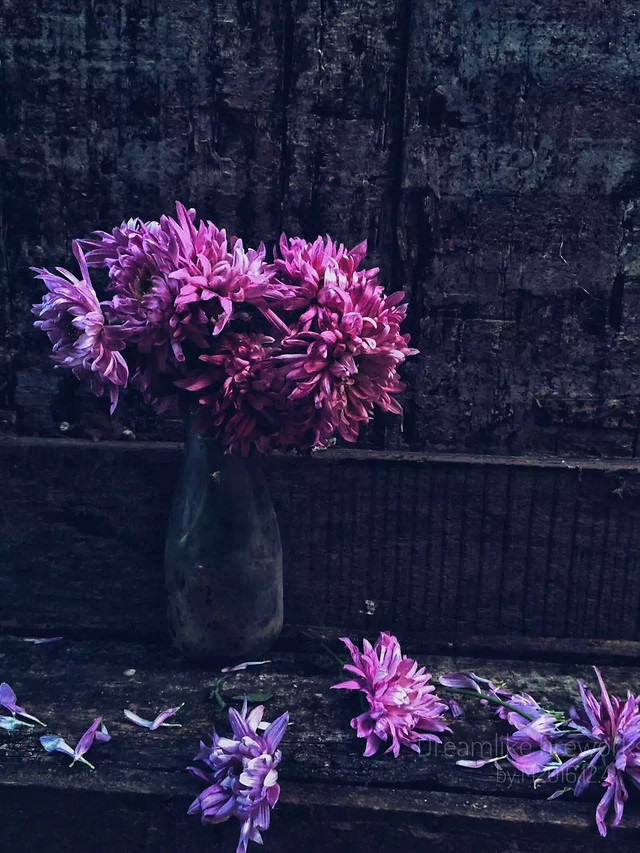flower-nature-flora-petal-floral 图片素材