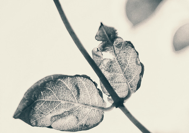 leaf-flora-nature-desktop-monochrome picture material