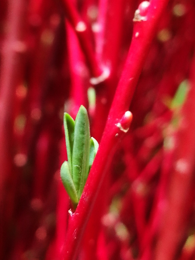 no-person-flower-flora-red-leaf 图片素材