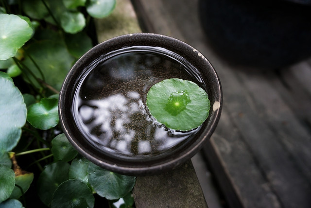 leaf-no-person-food-green-nature picture material
