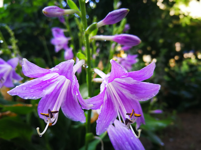 no-person-flower-nature-leaf-flora 图片素材