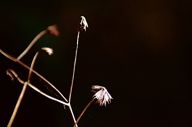 no-person-flower-nature-light-monochrome 图片素材