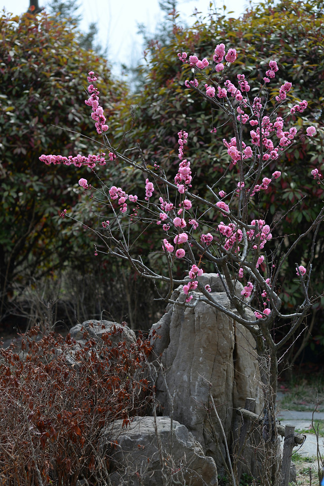 tree-nature-flower-season-flora picture material