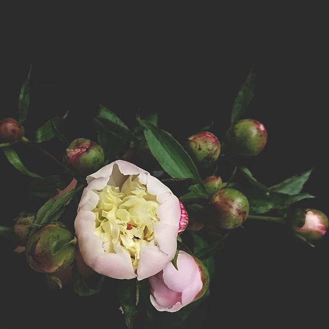 flower-no-person-leaf-nature-garden 图片素材