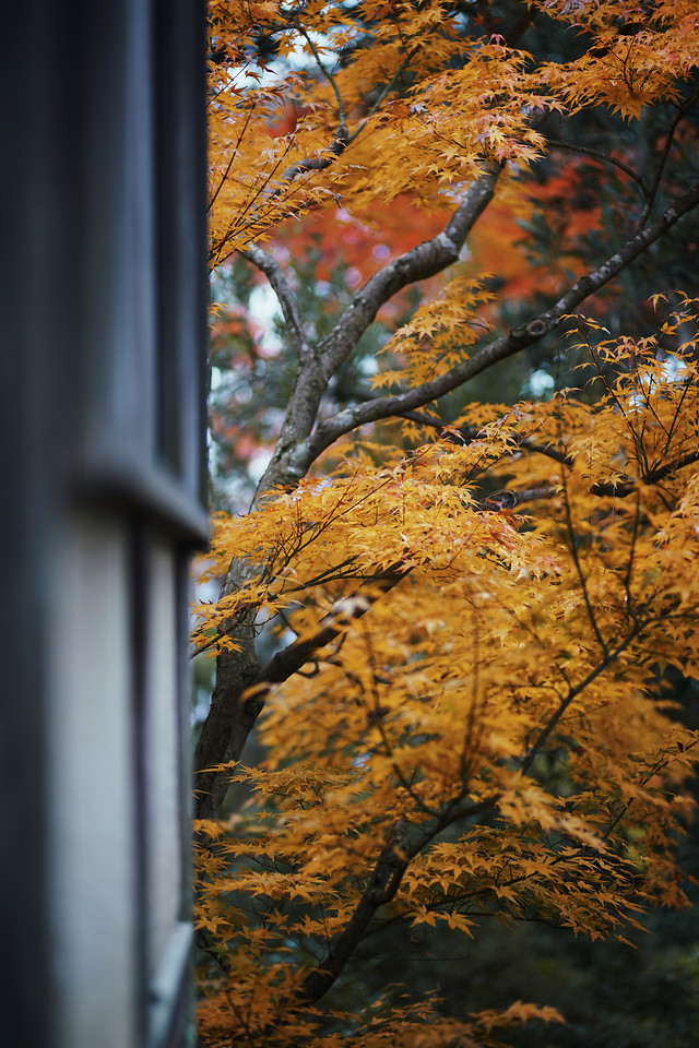 fall-leaf-tree-maple-wood 图片素材