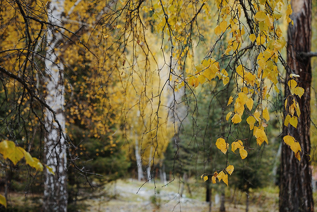 fall-tree-leaf-wood-nature picture material