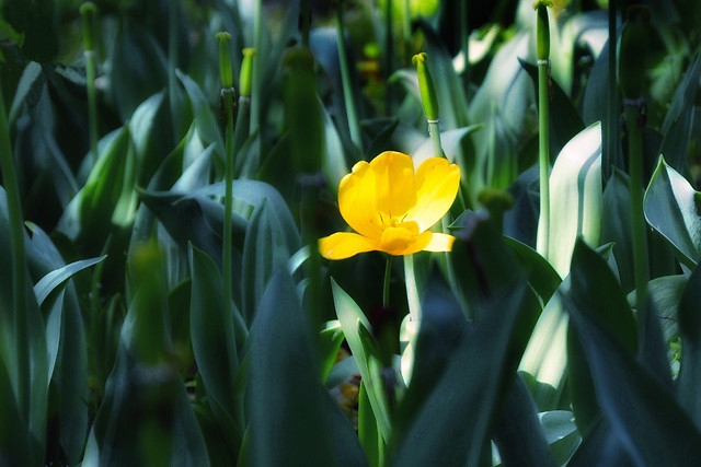 no-person-nature-easter-leaf-flower 图片素材