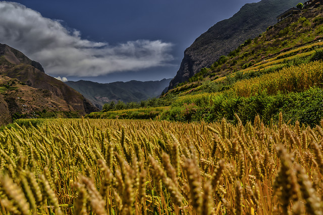 no-person-cropland-landscape-agriculture-outdoors picture material