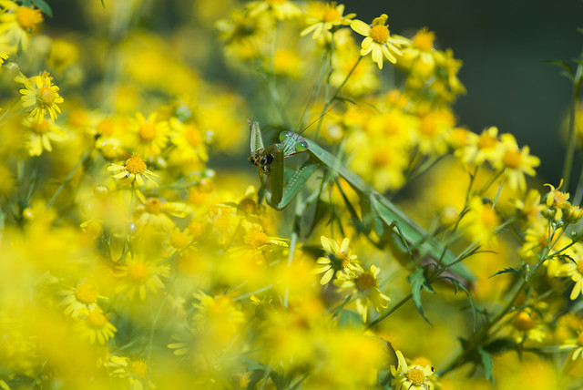 flower-nature-insect-bee-summer picture material