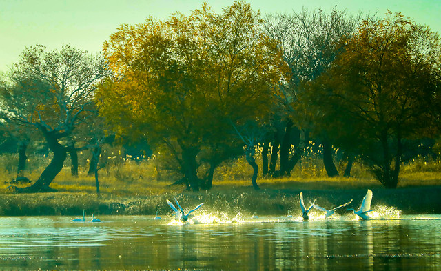 water-tree-lake-nature-landscape picture material